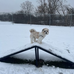 Not even the snow can stop resident pup Obi from enjoying the Bark Park agility equipment! Not even the snow can stop resident pup Obi from enjoying the Bark Park agility equipment!