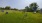 a large dog park